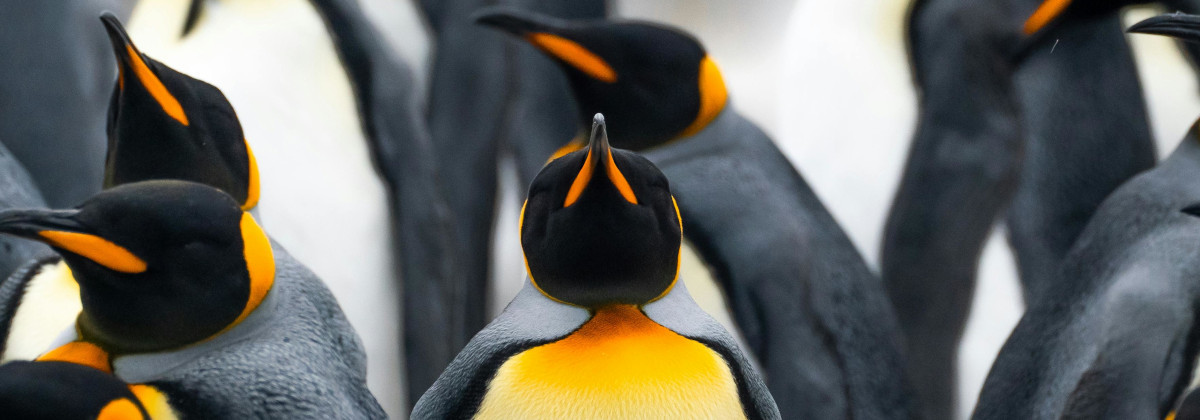 Et si vous passiez sous Linux ? Les meilleures alternatives à Windows